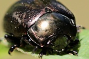 Leaf Beetle (Chrysomelinae sp) (Chrysomelinae sp)